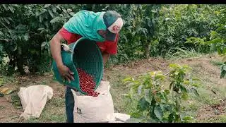Finca El Mirador, Costa Rica Coffee Farm