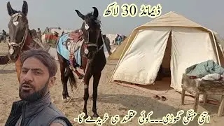 Only a wise person would buy such an expensive Mare || Malik of Wah