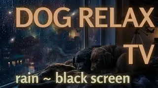 10 hour NO ADS Calming Dog Sleep & Heal 432 & 528 Hz | Black Screen & Rain