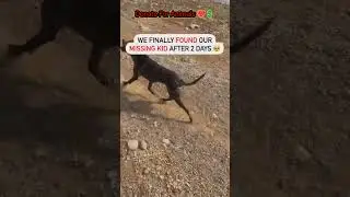 Rescue and treatment of street & stray Animals 🙏save and Donate for animals
