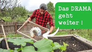 Maik&auml;fer Engerlinge im Hochbeet: Was tun? 🐛🐛