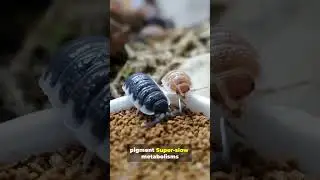 Do You Know How Many Cave Animals Exist?