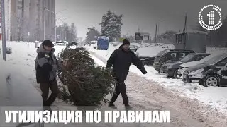 В Гомеле с 15 по 31 января горожане могут утилизировать новогодние деревья на переработку