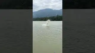 Giant White Sturgeon Jumps Out Of The Water 😱 #shorts #fishing #sturgeon #canada #rivermonster