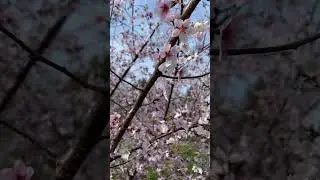 Цветёт вишня Prunus 'Karl Sax'- Arnold Arboretum, April 15, 2023