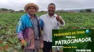 Plantação de Quiabo na Região de caatinga do moura// Bahia
