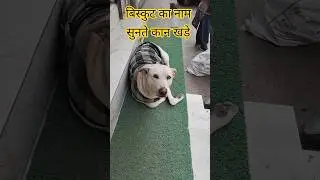 My ears stand up 😂 #dogs #shorts #funny #funnyanimals #comedy #streetdog #funnydogs #pets #puppy