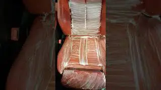TIME LAPSE SEAT CLEANING BMW 116d.