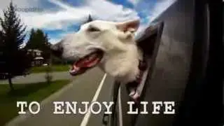 (Funny) Things dogs teach us...