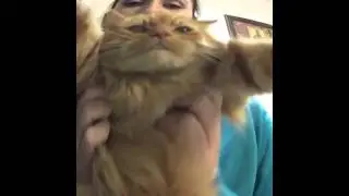 Porkchop the dancing cat
