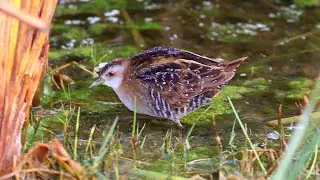 Baillon's crake (Zapornia pusilla) | Marsh crake ,  | छोटा पन बटेर | छोटा-जल बटेर