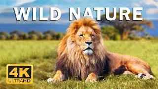 Wild Animals 4K • Untamed Beauty of Nature’s Creatures | Relaxation Film With Calming Music