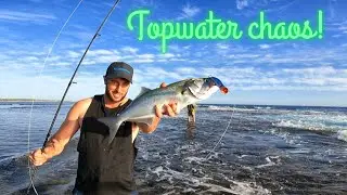 Topwater fishing for Tailor!