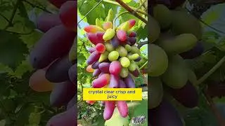 🍇Beauty Finger grapes---Non-GMO☘️, naturally sweet taste, crisp texture😋#growyourownfood #fruits