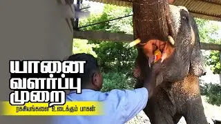 யானை வளர்ப்பு | யானைகளை Control செய்வது எப்படி? ரகசியங்கள் உடைக்கும் பாகன் | thiruchendur Elephant