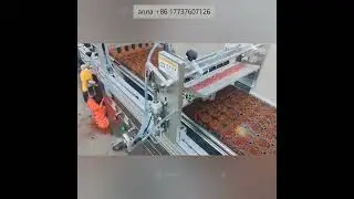 Fully automatic Vegetable Flower Plug Tray Seedling Planter Device Seedling Seeding Machine