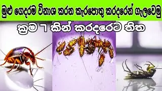 How to kill cockroach | Easy ways to repel cockroaches | 7 Tips