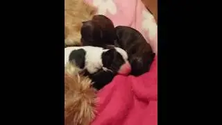 Debra  puppies