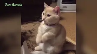 Cute Animals compilation May 2018 | Funny Pet Videos 2018 Part 3