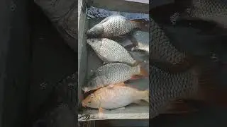 American Fish Floating in Water | Amazing Water Scene | Viral Shorts #fin_cuts_tv #americanfish