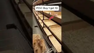 POV Buy 1 get 10