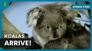 Koalas Arrive After 15,000 km Journey - Animal Park - Documentary