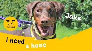 Jake the dashing Doberman | Dogs Trust Kenilworth