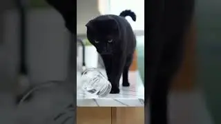 The Most Rebellious Cats Ever Caught On Camera