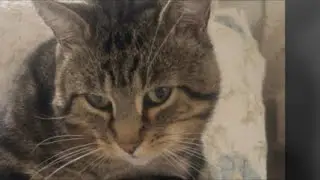Welcome to a cozy live stream with Freddy the Cat! 🐾