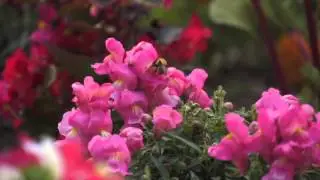 Un jardin extraordinaire à la crèche de la Delphine