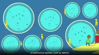 EN - Sardinella, a strategic resource for West African artisanal fisheries, is overexploited