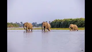 Selous Impala Camp Image Video