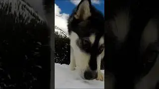 ❄ #powder #dogs #husky #shorts #clips from Blue #project 🔵 #real #life  #fun Watch the whole video ❄