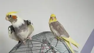 Papuga nimfa: piękny śpiew 🦜😁