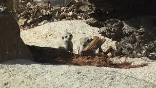 New born Meerkats - Melbourne Zoo 2023