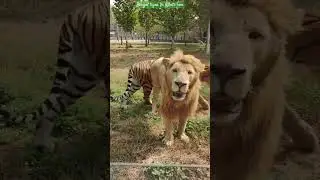 Compare the size of a Bengal tiger and a white lion