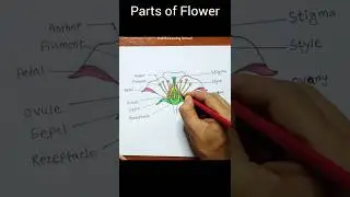 Longitudinal section of flower drawing #shorts #botany #longitudinalsectionofflower