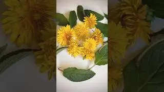 Dye with the Sun: Dandelions and Mint