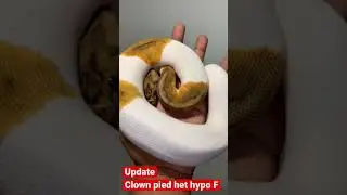 Update on my clown pied het hypo female, growing up nicely! #ballpython #ballpythonbreeder #reptiles