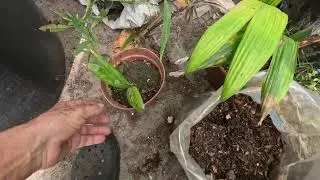 Small Peach Palm seedlings going into their new grow out bags.