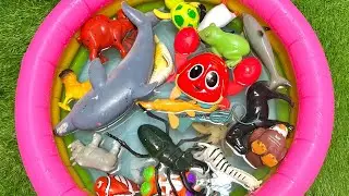 Kids Ocean Animals Learning | Fun Facts, Easy Names & Interactive Ocean Toys