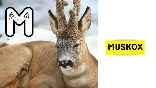 Arctic Animals | ABC Kids Song | Learn A to Z with Polar Animals for Babies #abcd #kidssong #arctic