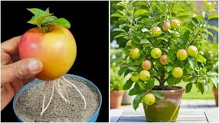 Let me show your how to grow apple plant from fruit | Quick & effective guide