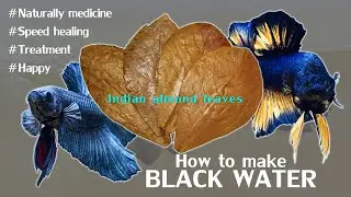 Make Your Betta Fish Happy with Indian almond leaves