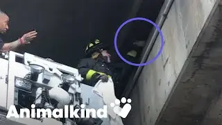 Kitten rescued by firefighters from busy overpass | Animalkind