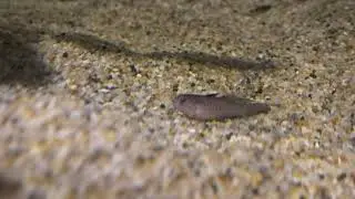 Goby fish Stigmatogobius pleurostigma in fish tank 4k video | Free Stock Footage