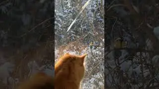 A titmouse trolls a cat through the glass! 🐦😹 #cat #birds #funnyanimals #youtubeshots #cats