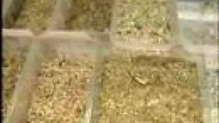 Fiesta de la Yerba Mate