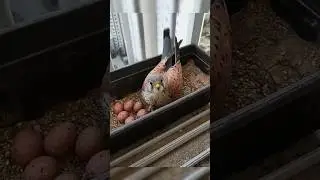 Esta persona ayud&oacute; a un cern&iacute;calo. #cernicalo #ayudaanimal #rescateanimal #buencorazon