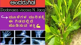 ಅಂದರುಗಿಡ || [Dodonaea viscosa N.jacq] 👉ಮೂಳೆ 💪ಮುರಿದರೆ ಈ ಗಿಡದಿಂದ ಪಟ್ಟು ಹಾಕುತ್ತಾರೆ @Tejagni Ayur